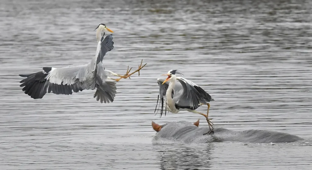 An image of two herons fighting on a hippo in the water by Mario Fazekas.
