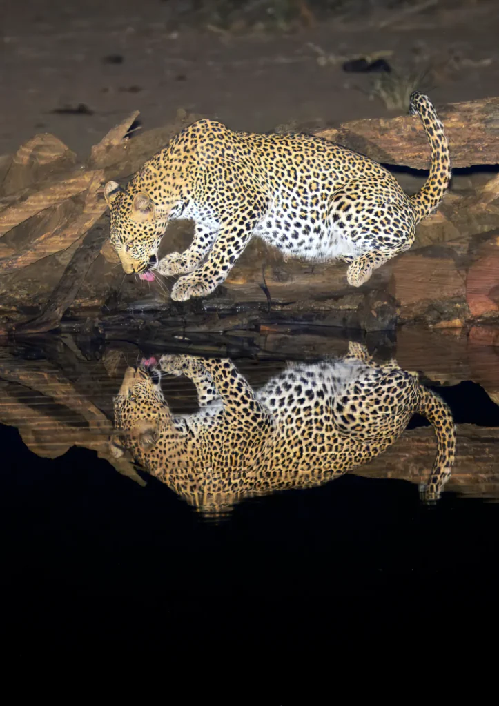 A photograph of a leopard by Mario Fazekas.