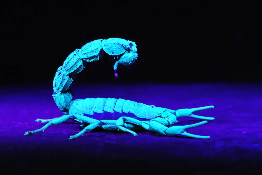 An image of a scorpion under blue light by Mario Fazekas.