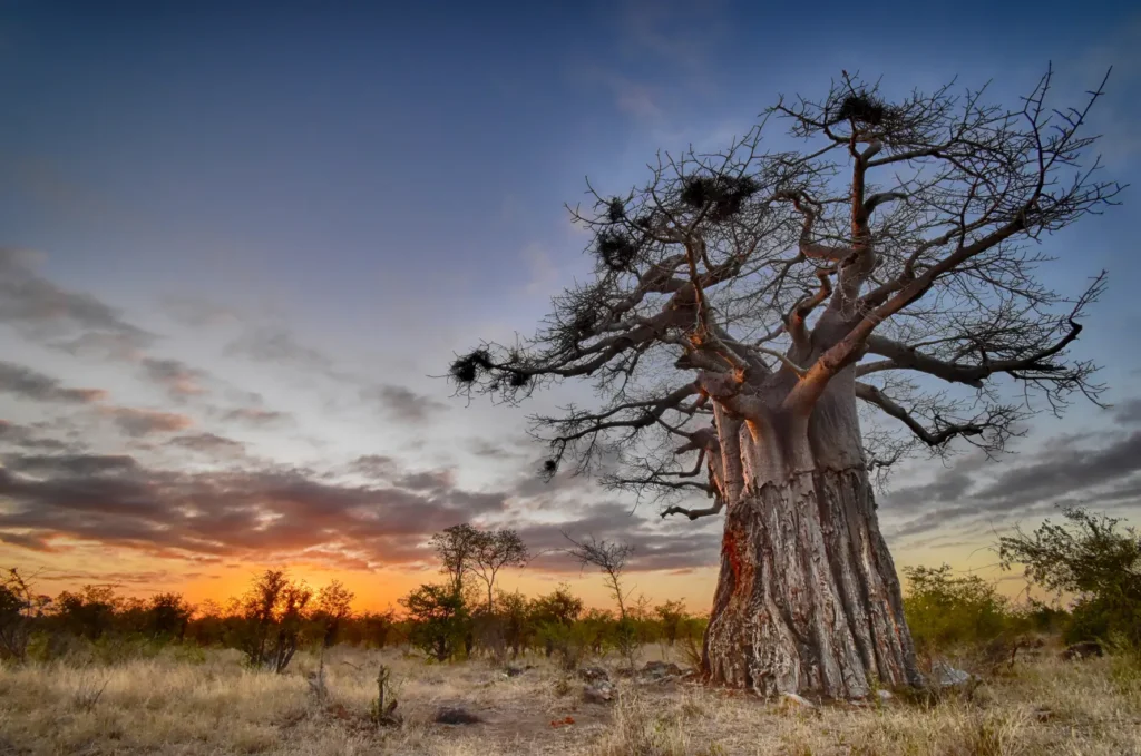 An image of a tree in the morning sun by Mario Fazekas.