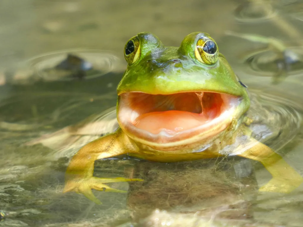 A photography of an American Bullfrog by Caleb Holdsworth.