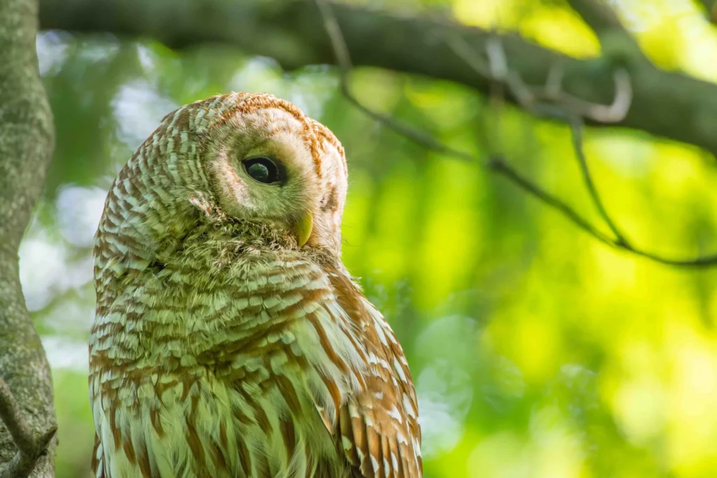 A photo of a barred owl by Caleb Holdsworth.