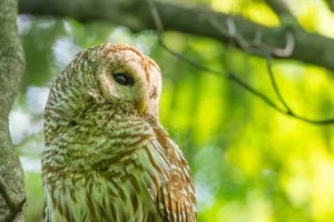 A photo of a barred owl by Caleb Holdsworth.