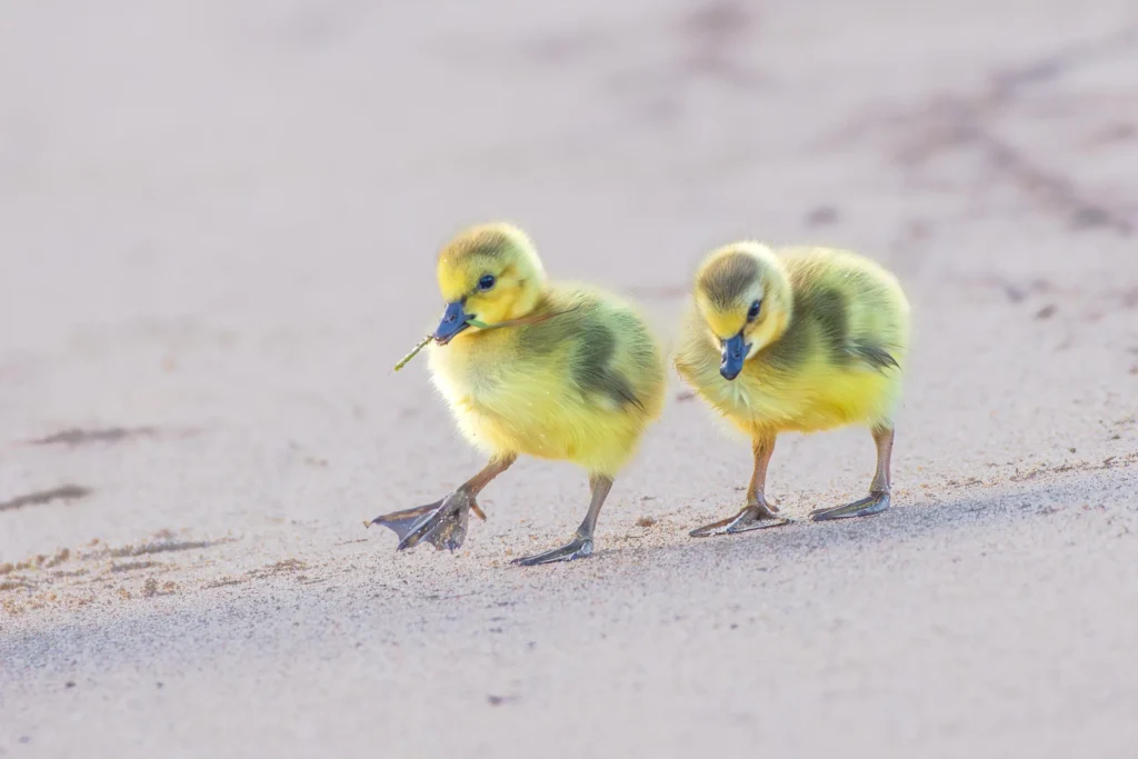 A photo of two baby Canada Geese by Caleb Holdsworth