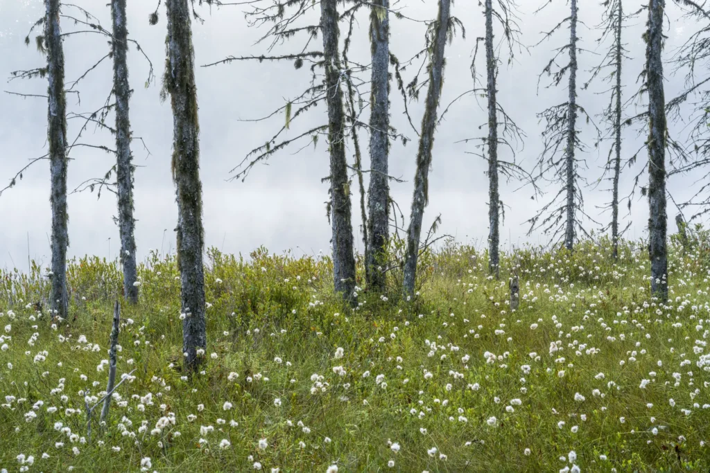 An image of some trees sitting in the middle of a flower field by Jason Pettit.