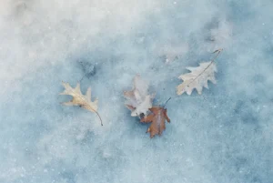 A photo of some leaves frozen beneath a layer of ice by Jason Pettit