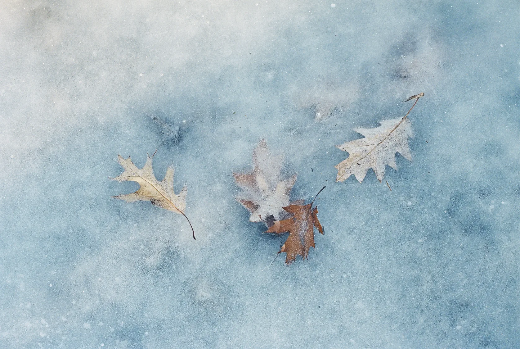 A photo of some leaves frozen beneath a layer of ice by Jason Pettit