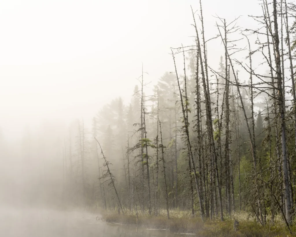 A photograph of a misty lake by Jason Pettit.
