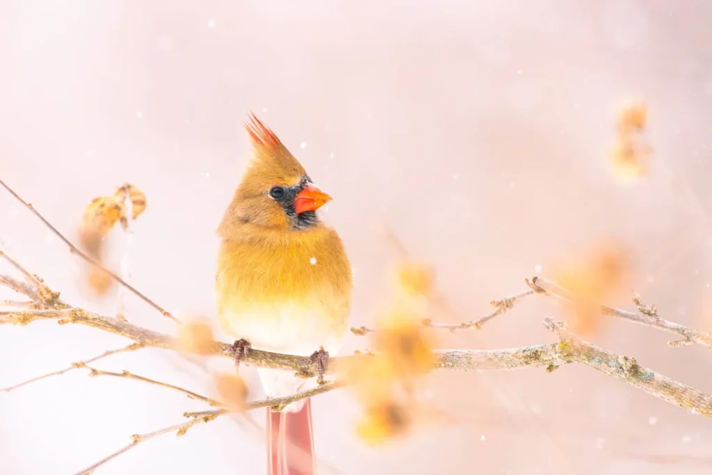 A photography of a Northern Cardinal by Caleb Holdsworth.