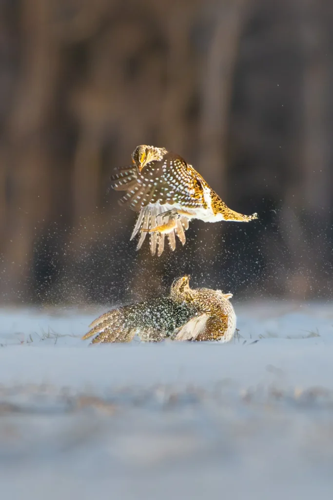 A photograph of some grouse by Caleb Holdsworth.