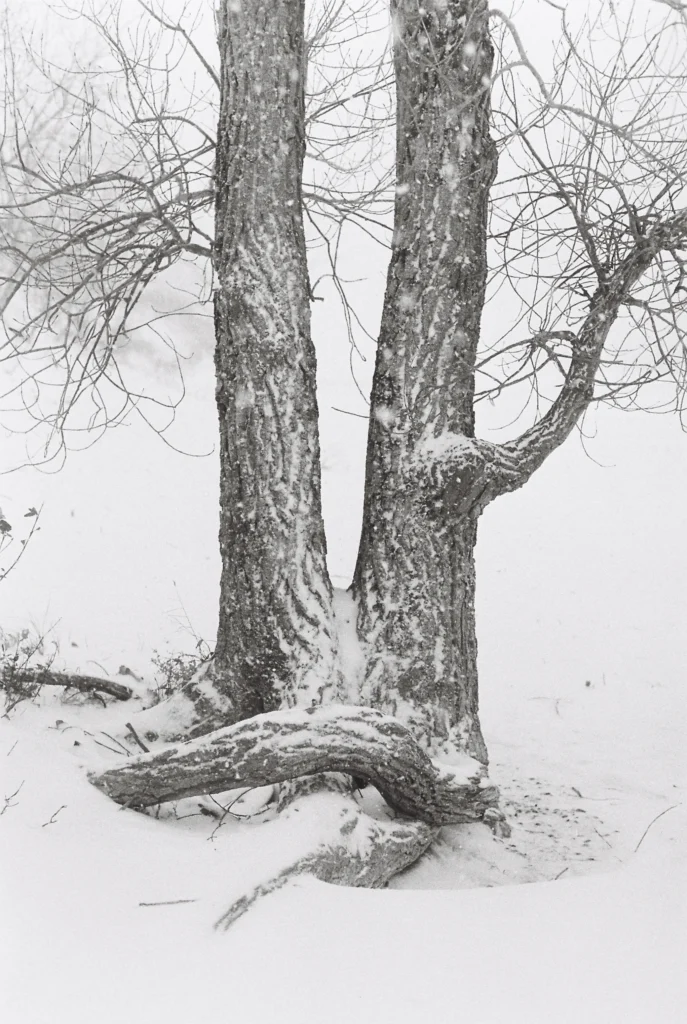 An image of a double tree in the snow by Jason Pettit.