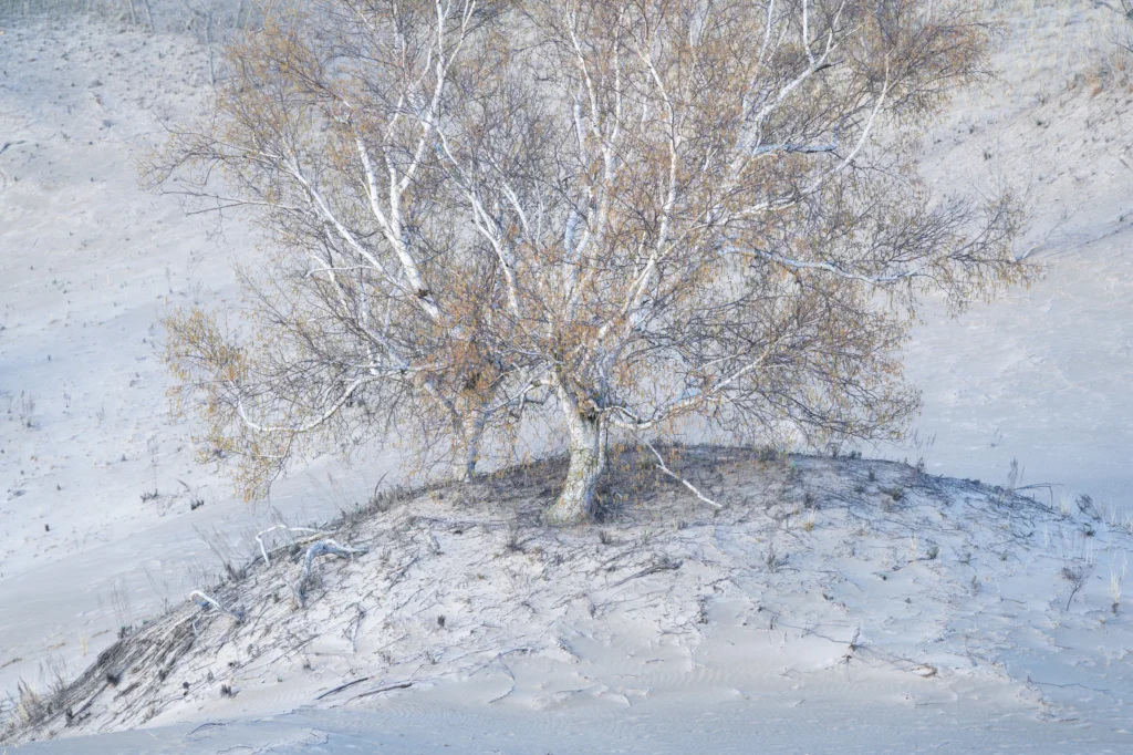 A photo of a frozen landscape with a tree jutting out from a hill by Jason Pettit.