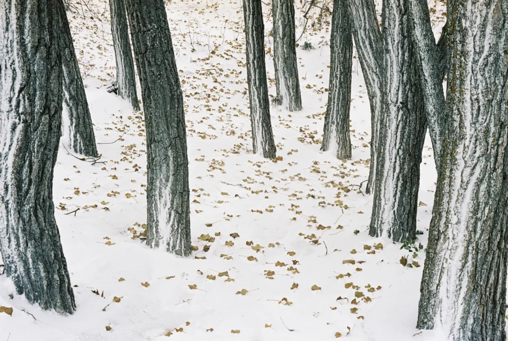 A fine art image of some trees in the forest with leaves on the ground by Jason Pettit.