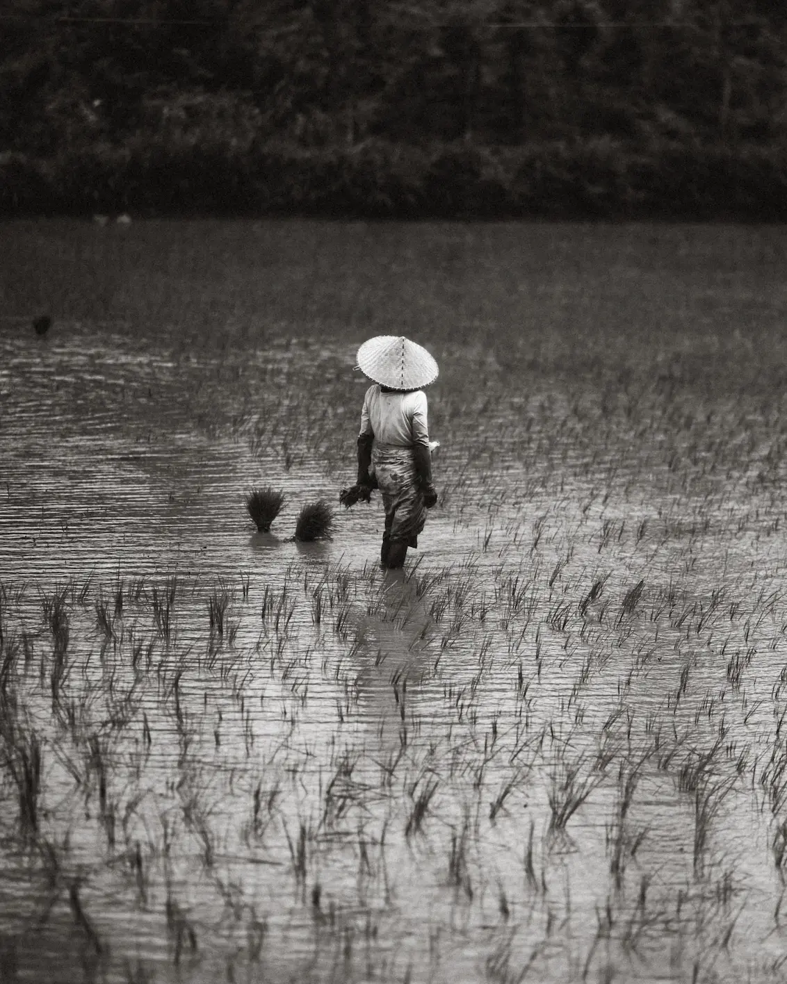 Farmer wearing a conical hat walking through flooded rice fields in Cambodia.