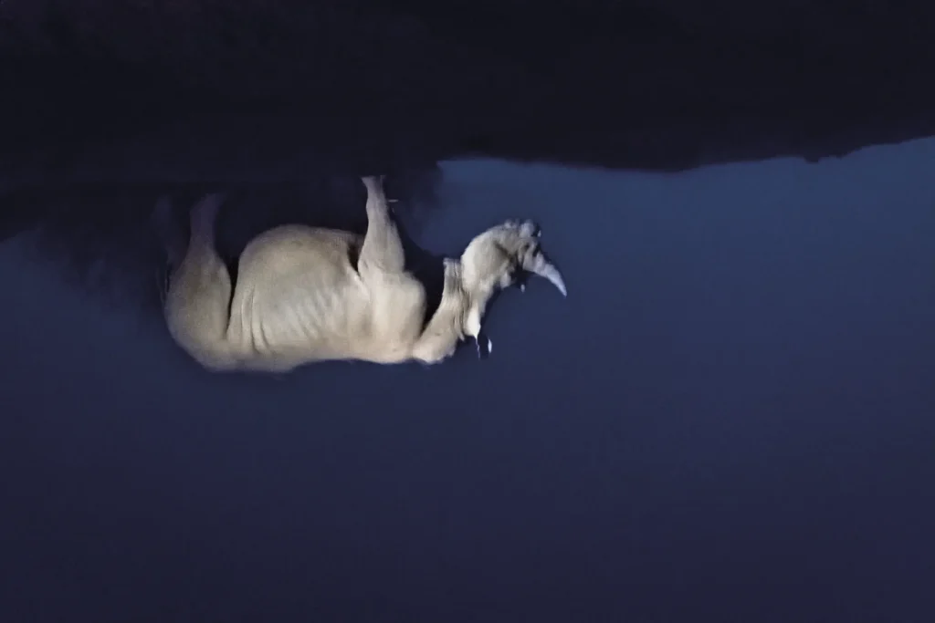 A photograph of a reflection of a rhino by Andrew Aveley