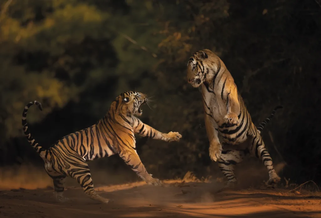 A photograph of two Bengal tigers fighting by Andy Parksinson.