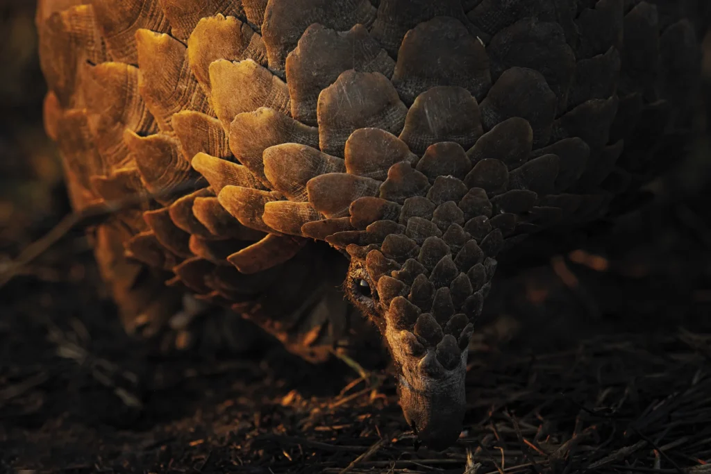 A photography of an armadillo by Armand Grobler.