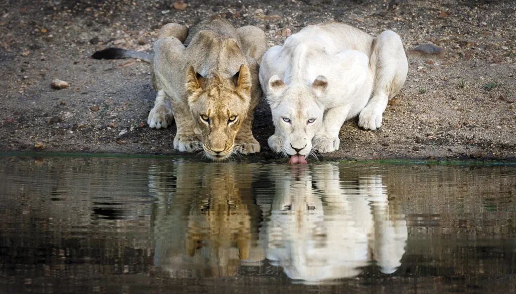 A photograph of two lions by Chad Cocking.