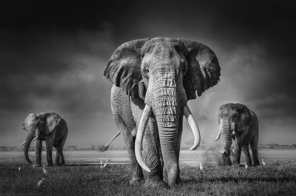 A photo of three elephants in black and white by Federico Veronesi.