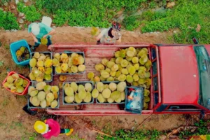 An overhead image of a truck filled with freshly picked Durian fruit by Ian Poh Jin Tze.