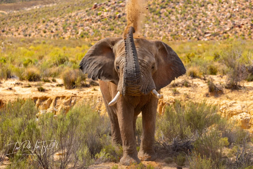 An elephant spraying itself with dirt by Ian Poh Jin Tze.