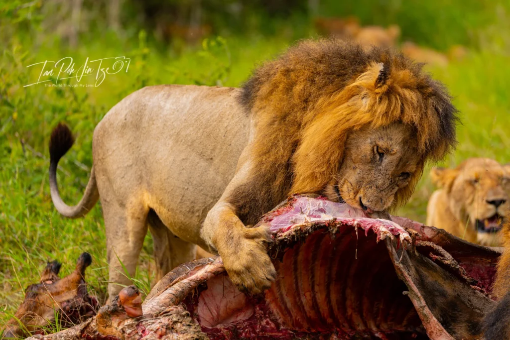 A photo of a lion eating a fresh kill in the African Savannah by Ian Poh Jin Tze.