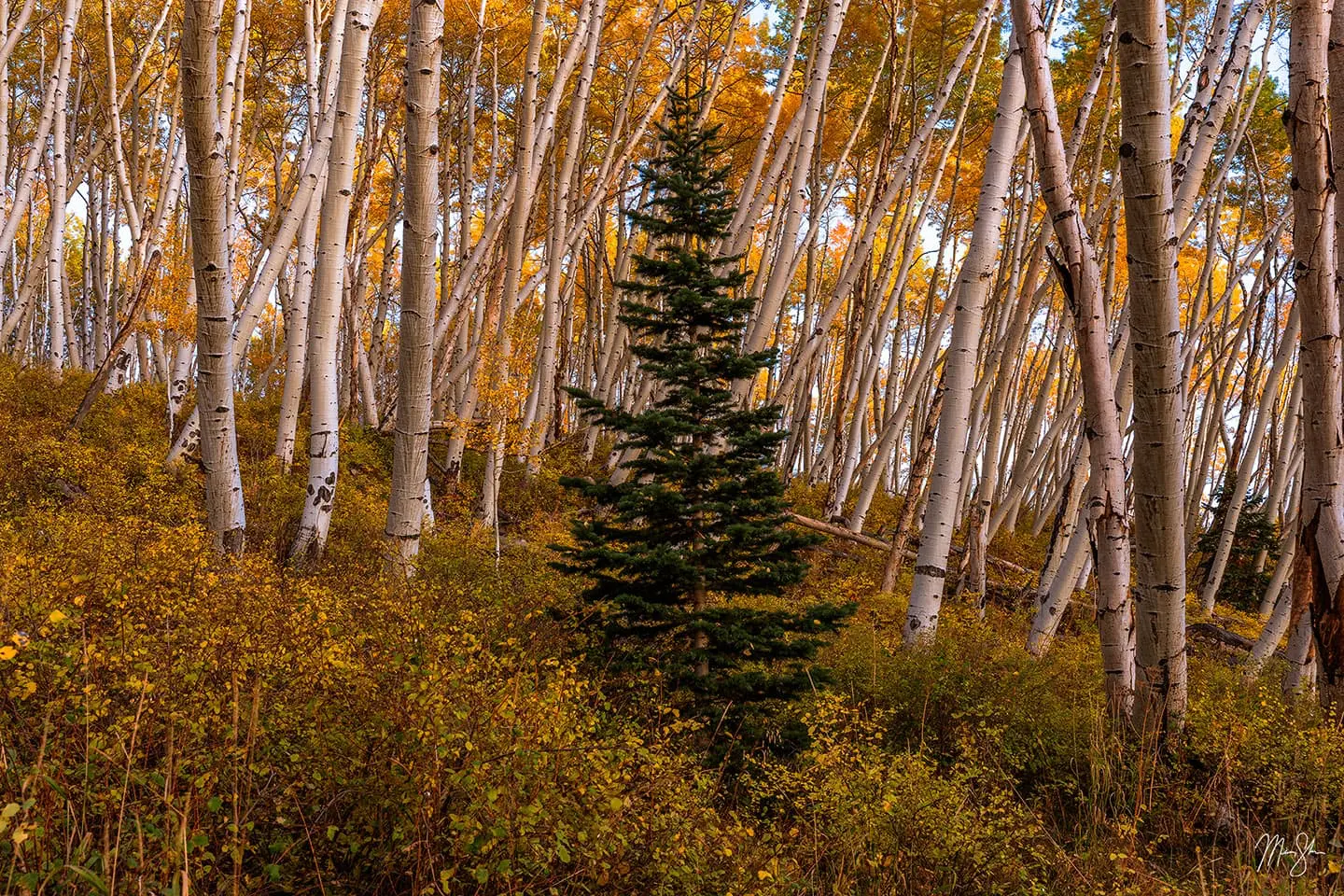 A lone evergreen pine standing among white-barked aspen trees glowing with golden fall color at blue hour near Telluride, Colorado