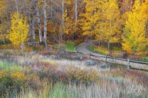 Forest Pathway
