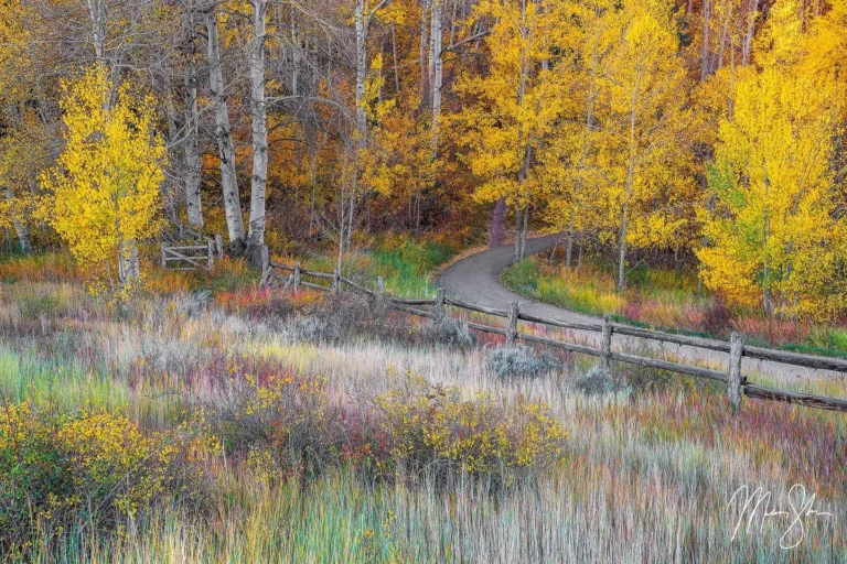 Forest Pathway