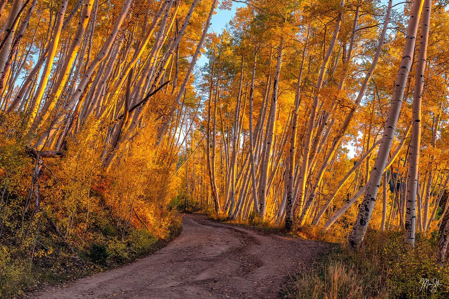 A winding dirt road curving through golden aspen trees bathed in warm sunset light near Telluride, Colorado