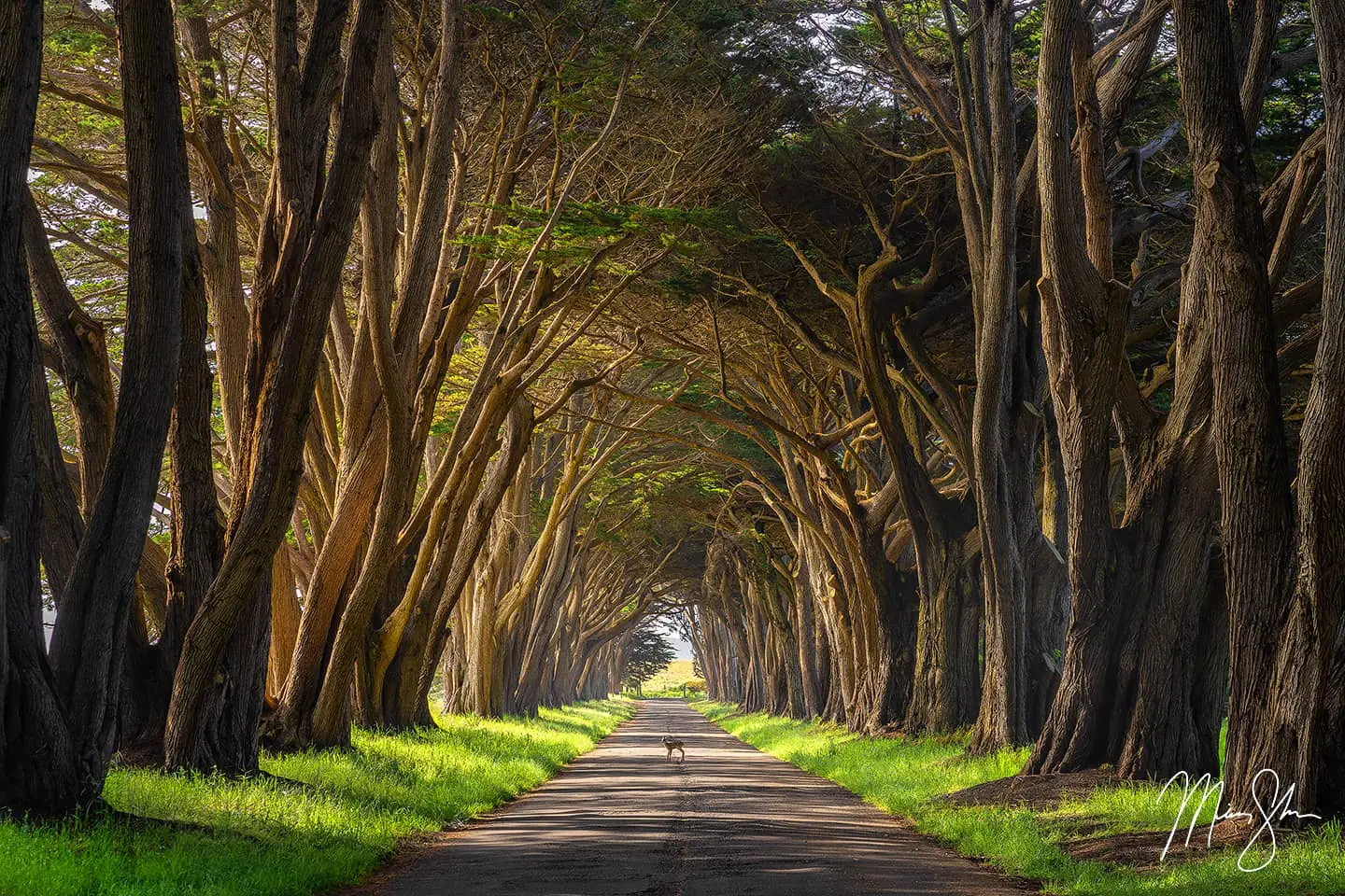 A baby fawn standing in the center of a cypress tree tunnel in Northern California with soft morning light filtering through the canopy