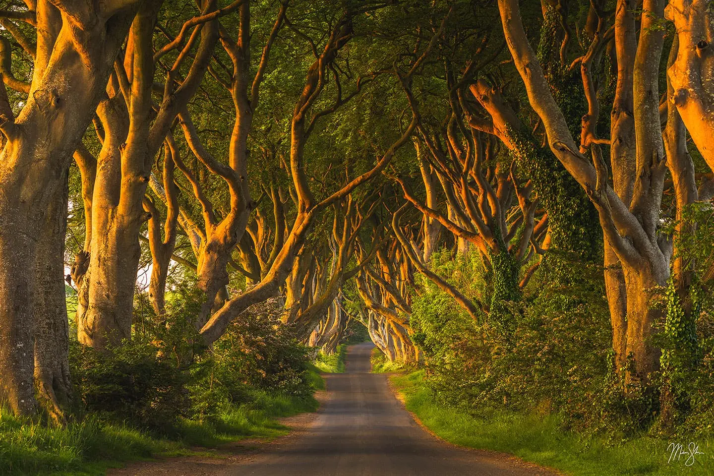 Twisted ancient beech trees lining a dark road at the Dark Hedges, Northern Ireland, with warm golden light cutting through the canopy