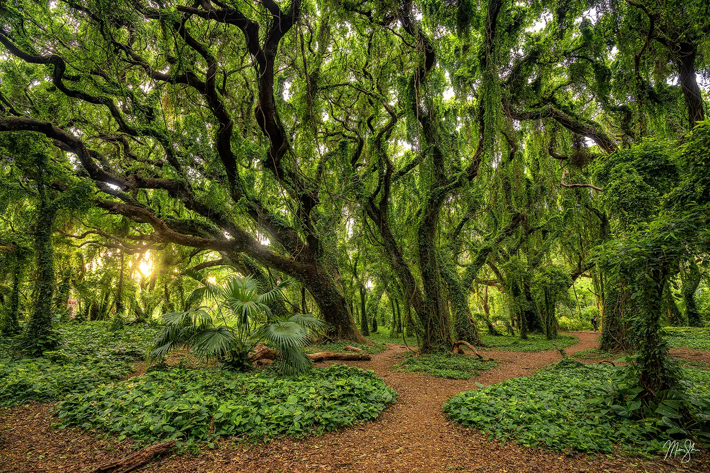 A lush green tropical forest path winding through dense jungle canopy in Hawaii with warm light filtering through the trees