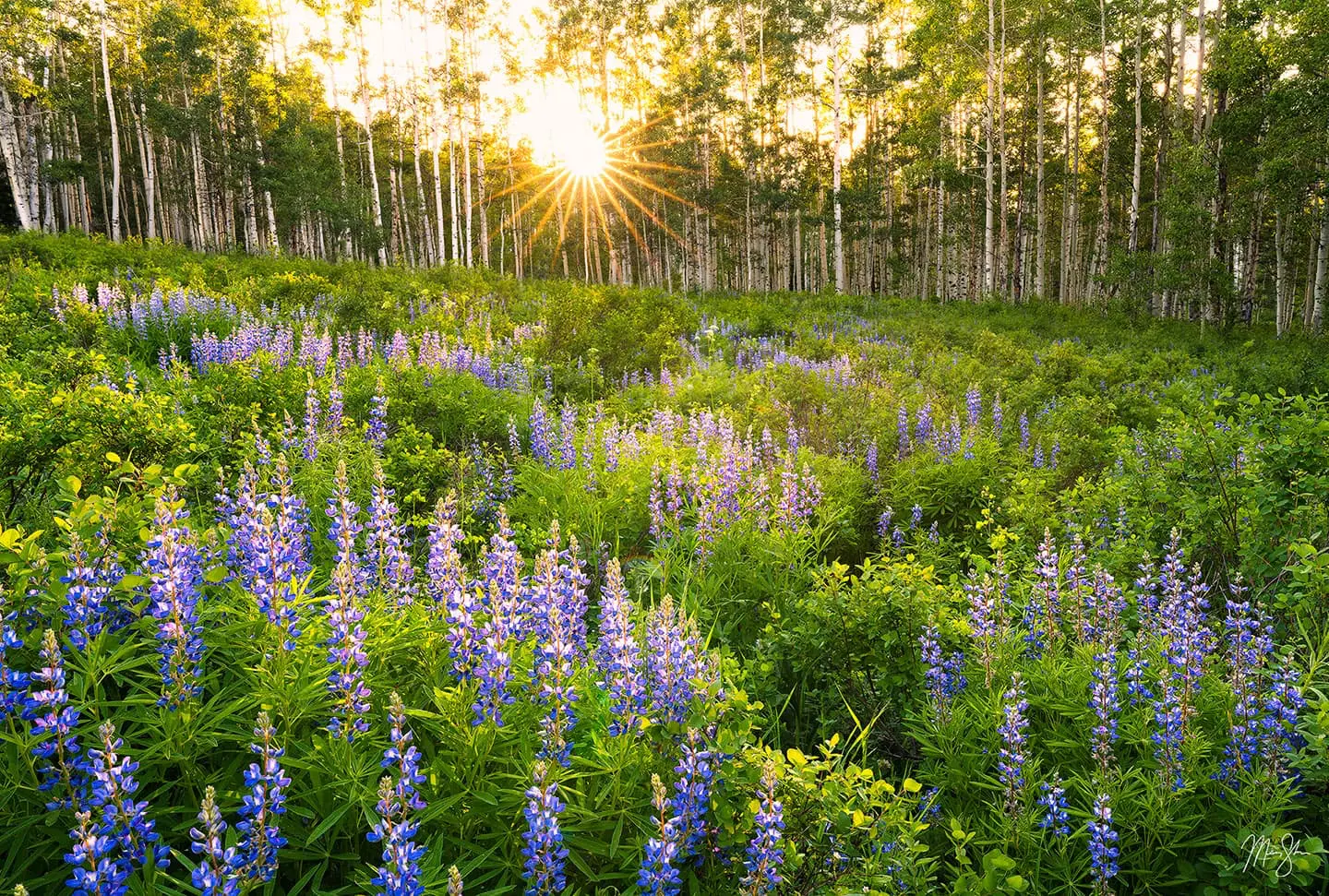 Purple lupine wildflowers in the foreground with a sun burst breaking through a stand of aspen trees at Crested Butte, Colorado