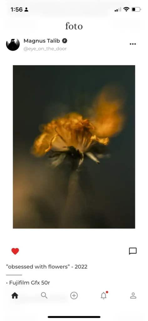 A screenshot of the main feed in the Foto app showcasing an image of a flower.