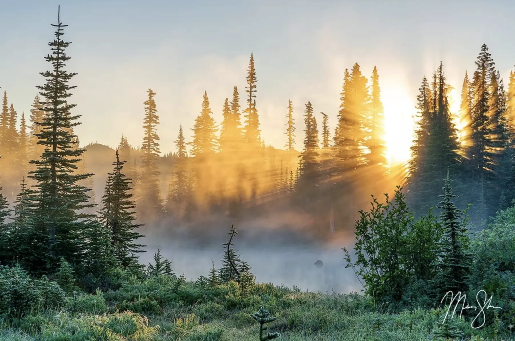 Golden sunbeams bursting through a misty forest of evergreen trees at sunrise in Mount Rainier National Park, Washington