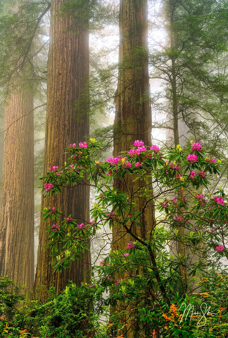 Pink rhododendrons blooming in the foreground among towering redwood trunks in morning fog at Del Norte Coast Redwoods State Park, California