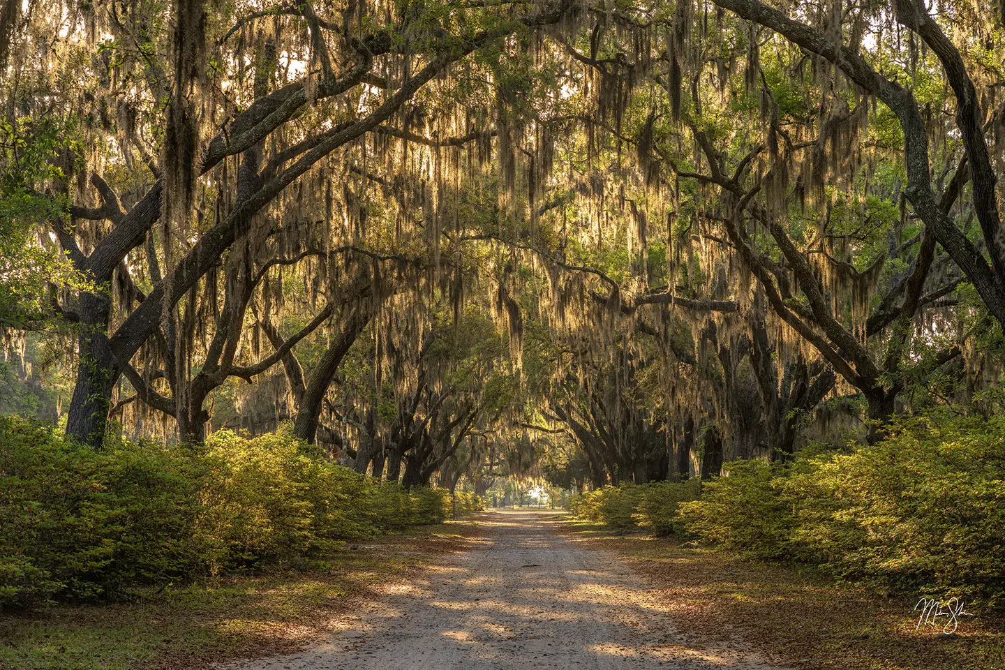 Spanish moss-draped live oak trees arching over a dirt road in Savannah, Georgia, forming a natural forest tunnel