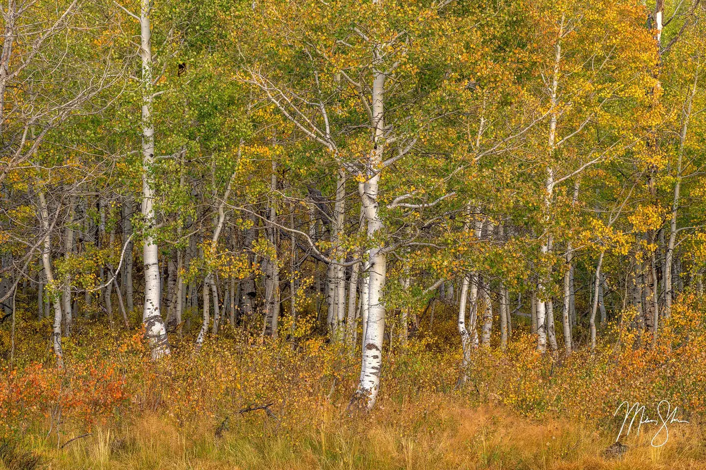 A single white-barked aspen tree standing out among golden fall foliage and bare trees at Guardsman Pass, Utah