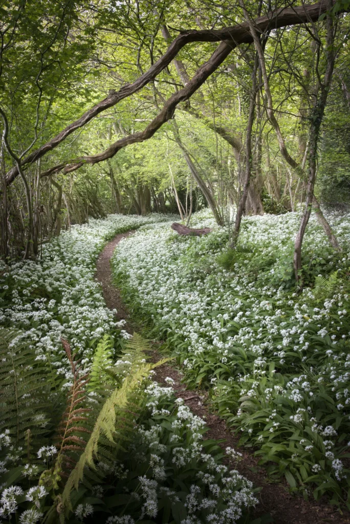 A photo of the forest floor with white flowers by Courtney Victoria