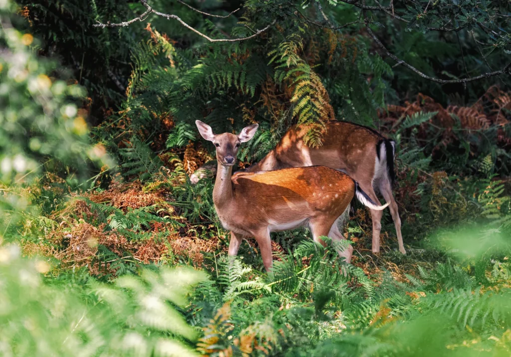 A photograph of some deer in the forest by Courtney Victoria.