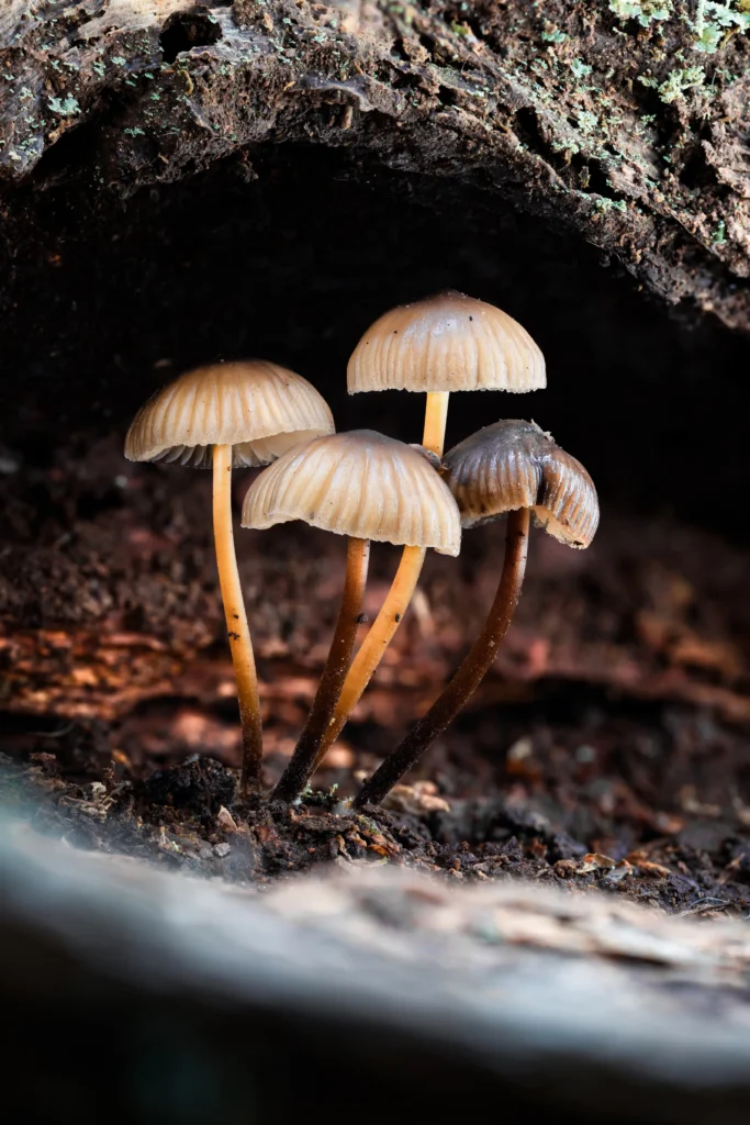 An image of a group of mushrooms by Courtney Victoria.