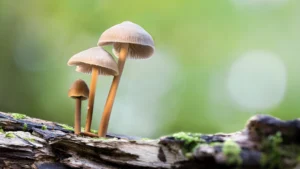 An image of fungi on a log by Courtney Victoria.