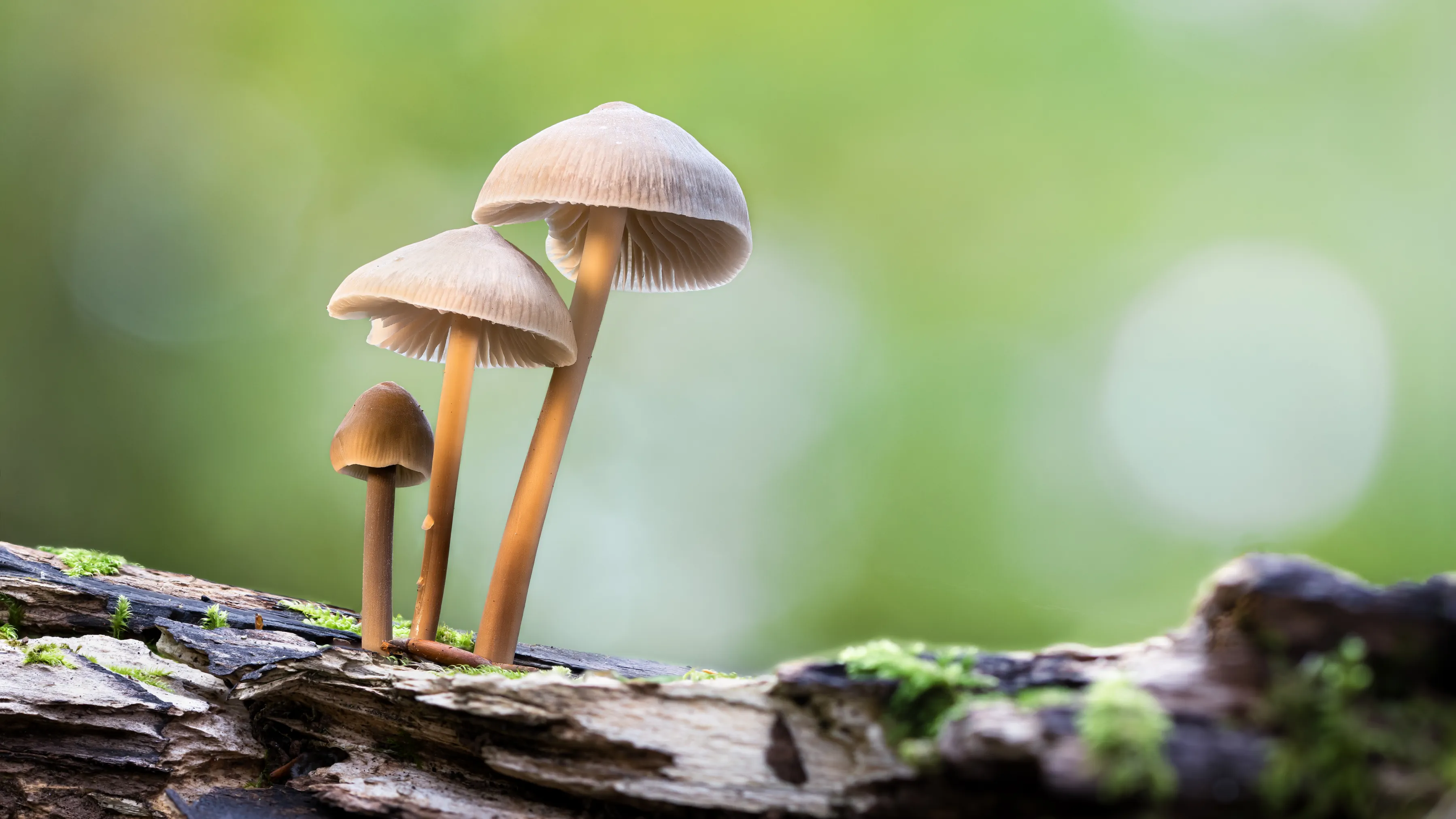 An image of fungi on a log by Courtney Victoria.