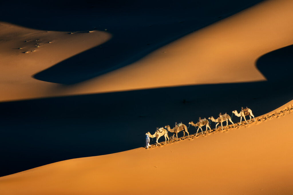 An image of some camels being led across a sand dune by someone, photographed by Michael Breitung.
