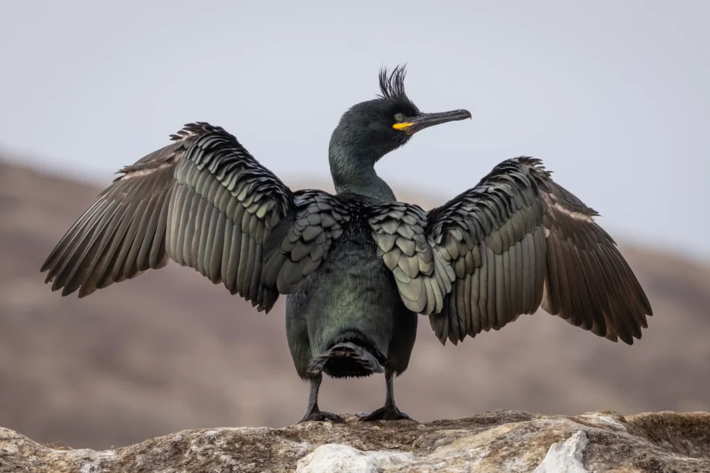 A photograph of a water bird spreading its wings by Carolien Hoek.