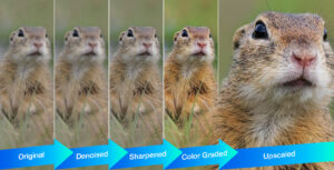AI photo enhancers tested on wildlife photography