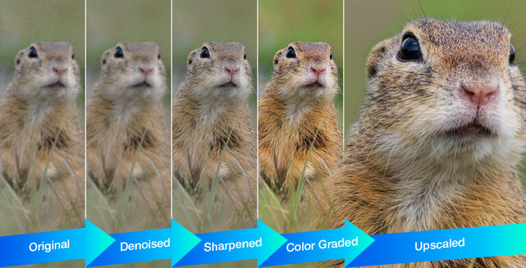 AI photo enhancers tested on wildlife photography