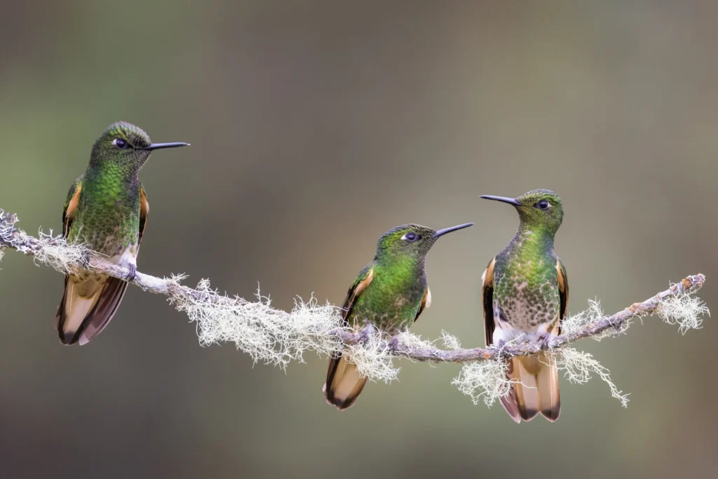 A photo of three hummingbirds sitting on a branch by Carolien Hoek.