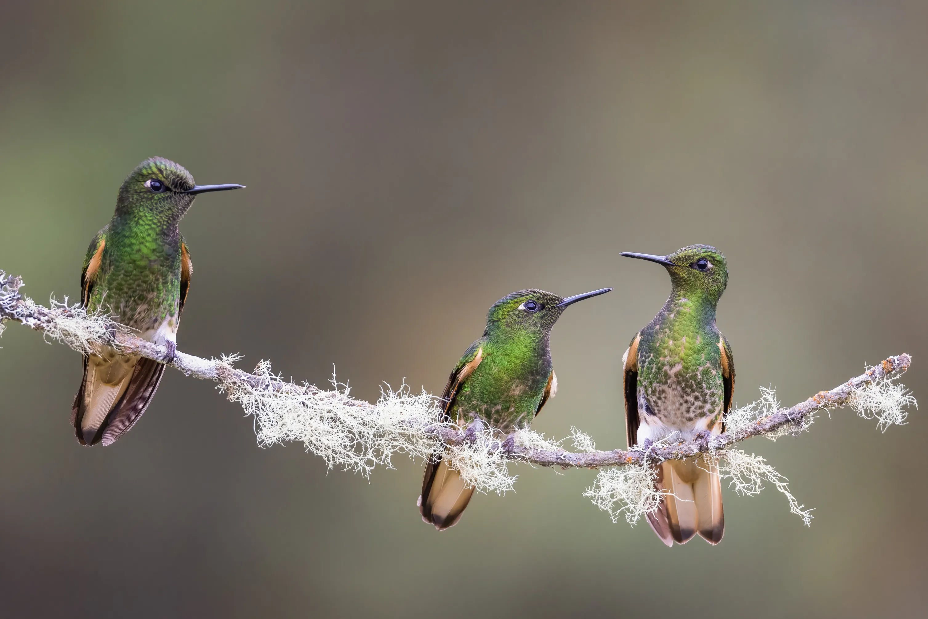 A photo of three hummingbirds sitting on a branch by Carolien Hoek.